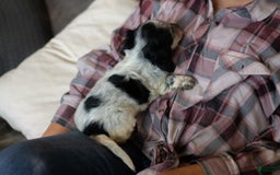 Miniature Dachshund dogs for sale: Maverick - Image 13
