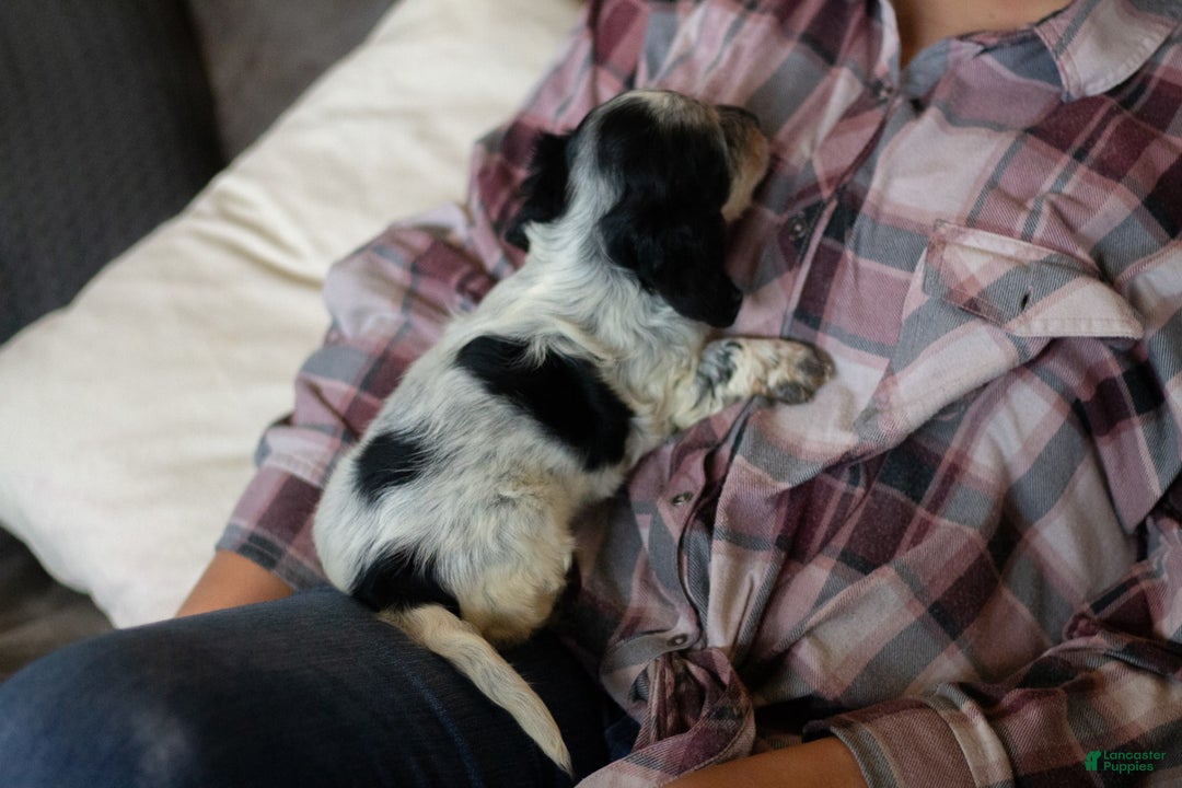 Miniature Dachshund dogs for sale: Maverick - Image 13