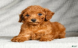 Miniature Poodle dogs for sale: Dixie - Image 3