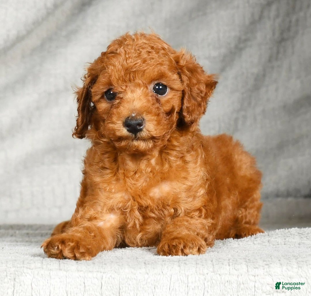 Miniature Poodle dogs for sale: Dixie - Image 3