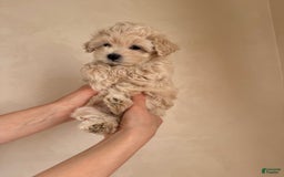 Maltipoo dogs for sale: Gani - Listing for pets: Gani, Barny - Image 3