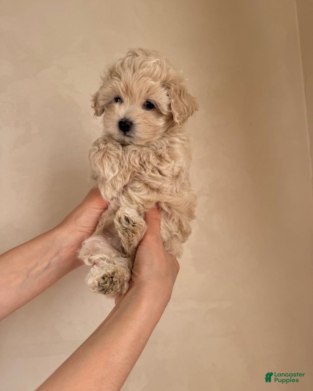 Maltipoo dogs for sale: Gani - Listing for pets: Gani, Barny - Image 3