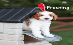 Standard Poodle dogs for sale: Frosting - Image 5