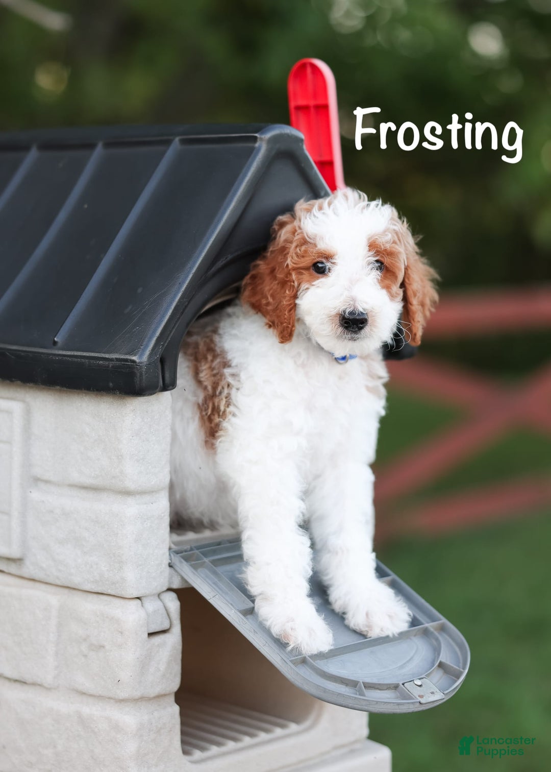 Standard Poodle dogs for sale: Frosting - Image 5