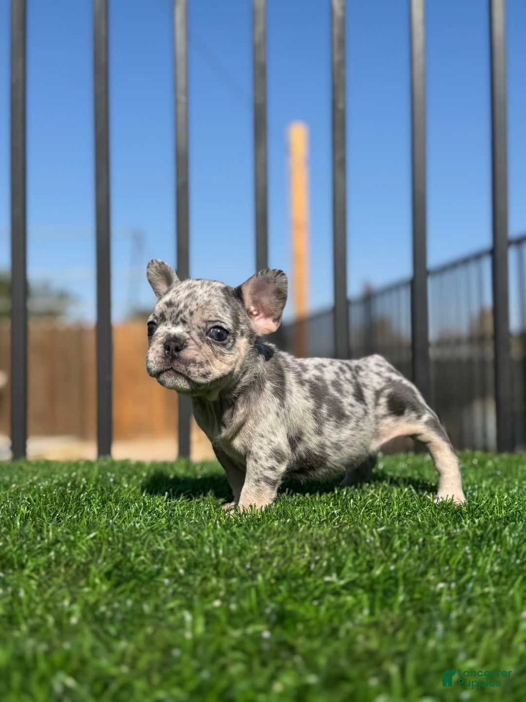 French Bulldog dogs for sale: Riri - Image 6