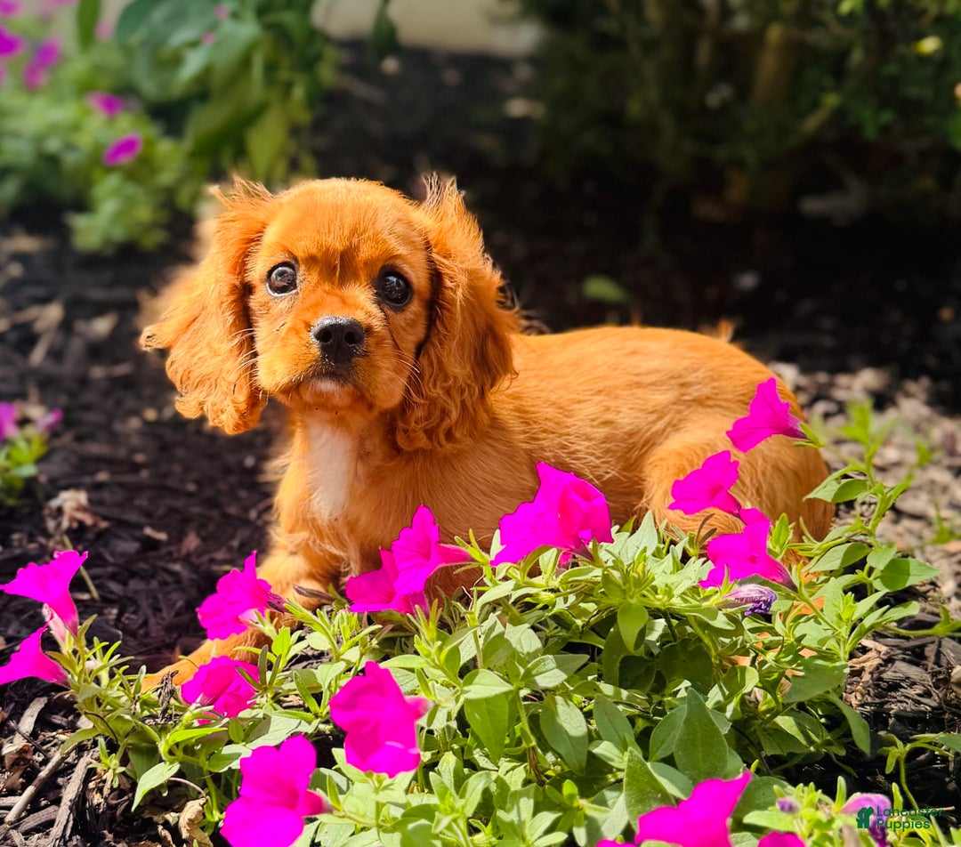 Cavalier King Charles Spaniel dogs for sale: Rose - Image 6