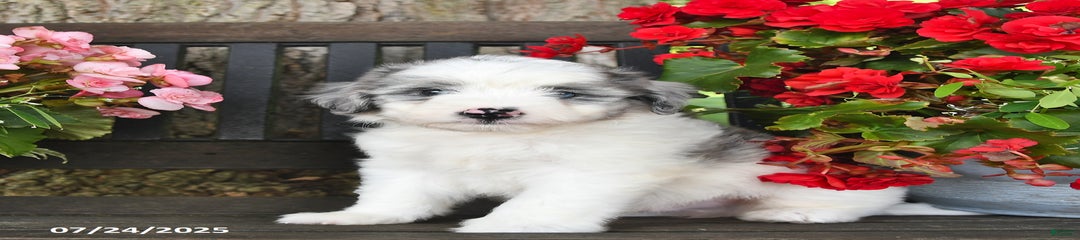 Archie