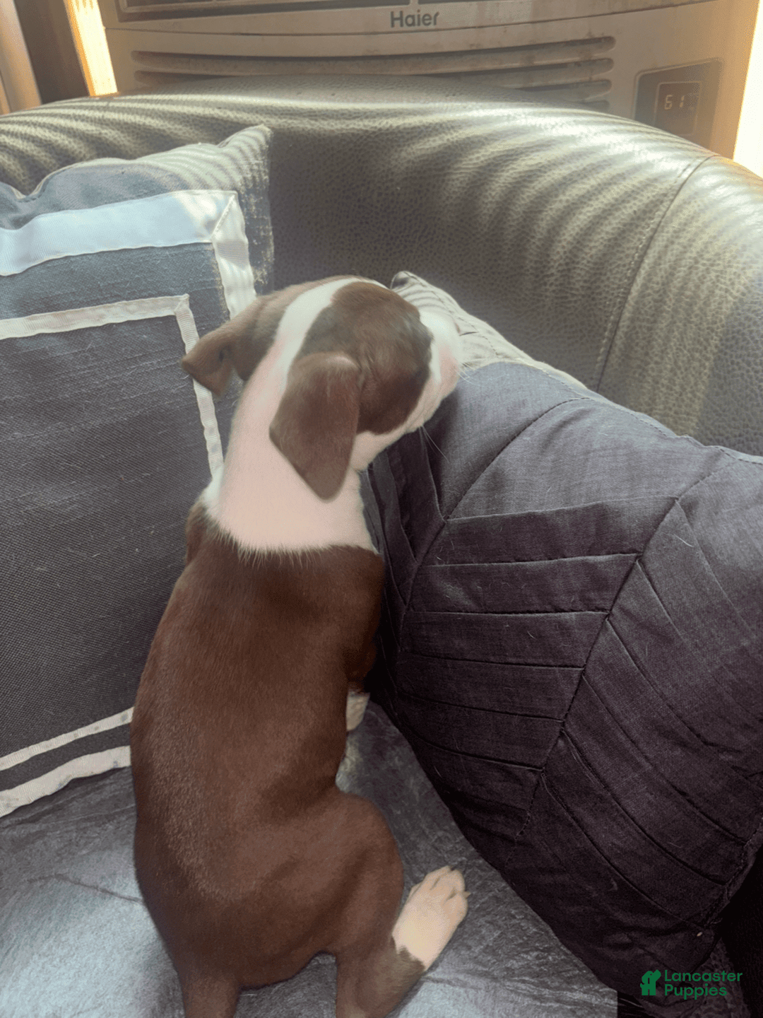 American Bully dogs for sale: Doppel - Image 2
