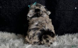 Maltipoo dogs for sale: Howlite - Image 8