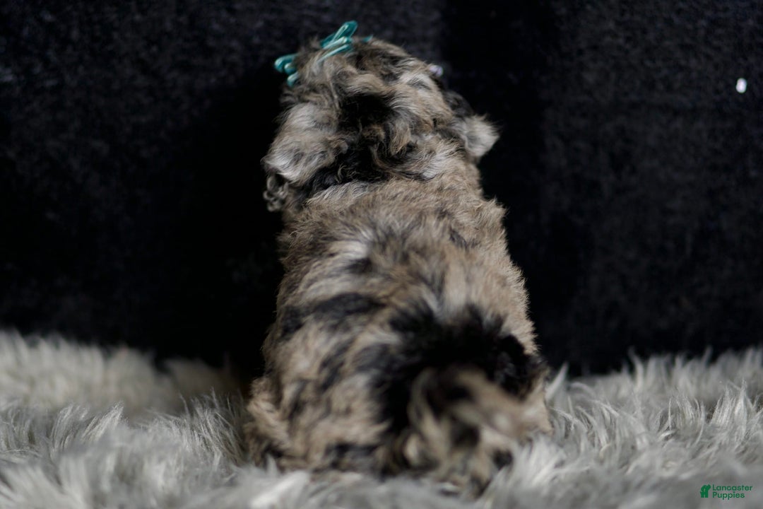 Maltipoo dogs for sale: Howlite - Image 8
