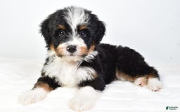 Mini Bernedoodle dogs for sale: Yolanda - Image 8