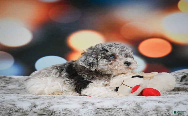 Miniature Poodle dogs for sale - Ad 3