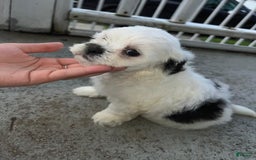 Malshi dogs for sale: Unknown 2 - Image 2