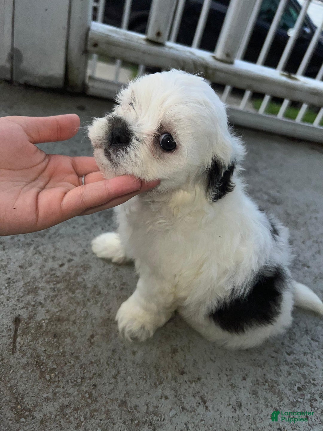 Malshi dogs for sale: Unknown 2 - Image 2