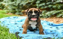Boxer dogs for sale: Hunter - Image 5