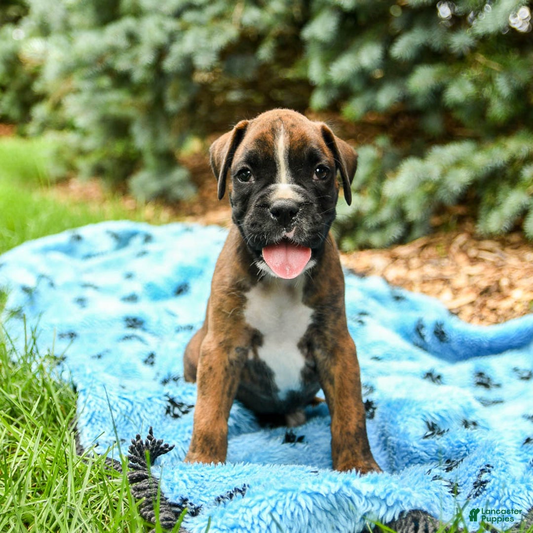 Boxer dogs for sale: Hunter - Image 5