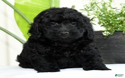 Mini Goldendoodle dogs for sale: Hope - Image 7