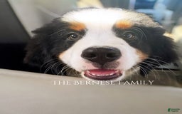 Bernese Mountain Dog dogs for sale: Male - Image 5