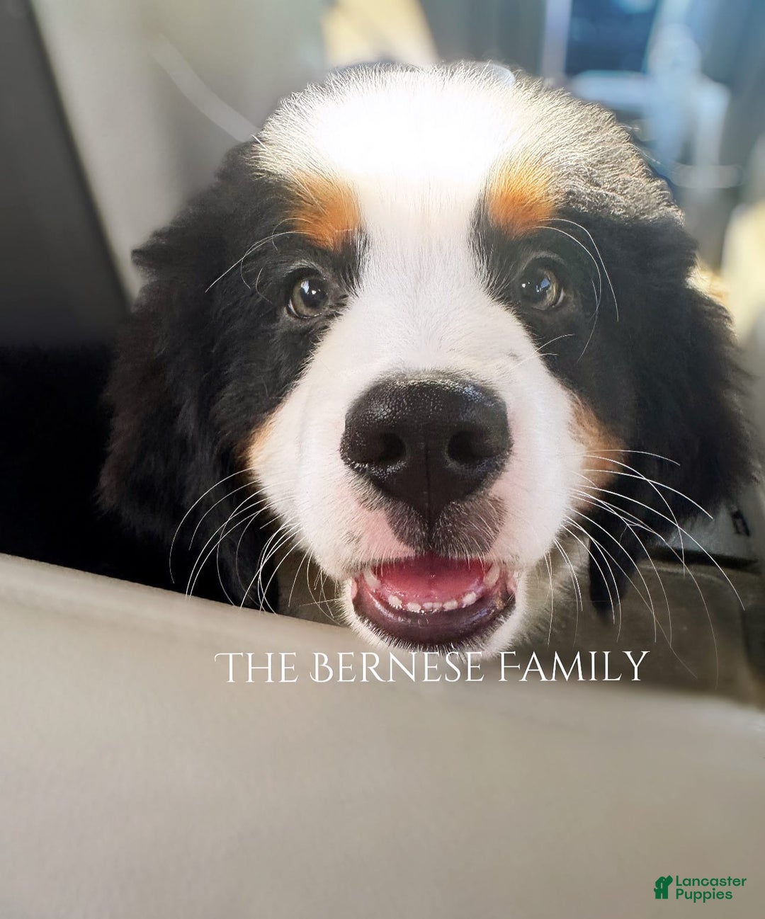 Bernese Mountain Dog dogs for sale: Male - Image 5