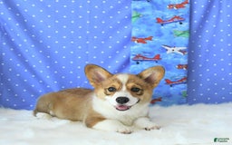 Welsh Corgi Pembroke dogs for sale: Linton - Image 9