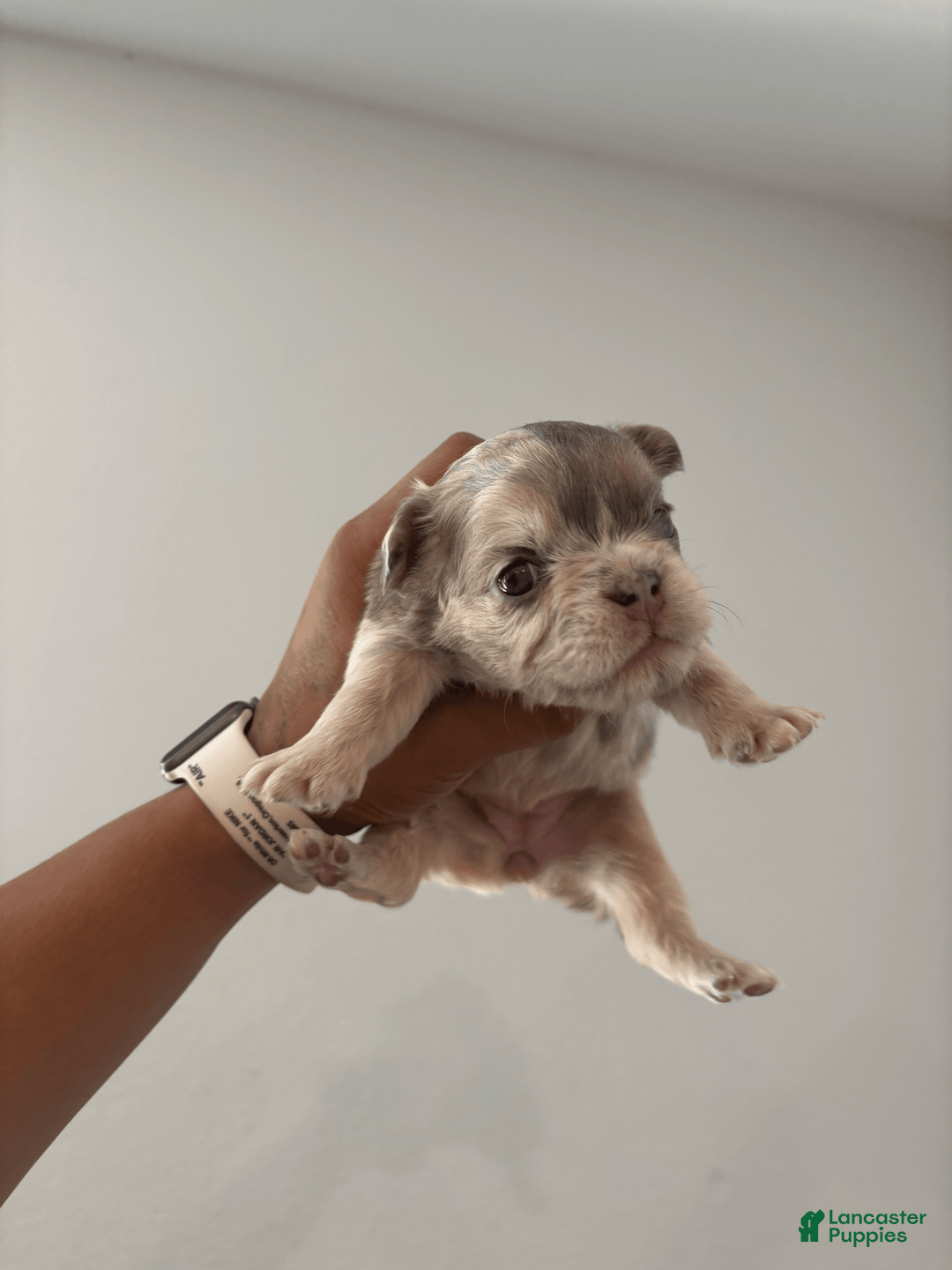 French Bulldog dogs for sale: Gina - Image 1