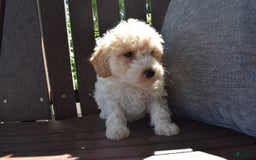 Toy Poodle dogs for sale: Edgar - Image 12