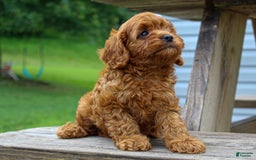 Cavapoo dogs for sale: Tucker - Image 3