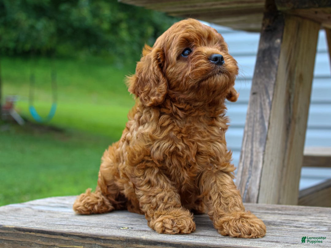 Cavapoo dogs for sale: Tucker - Image 3