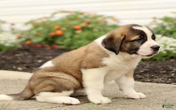Saint Bernard dogs for sale: Coffee - Image 2