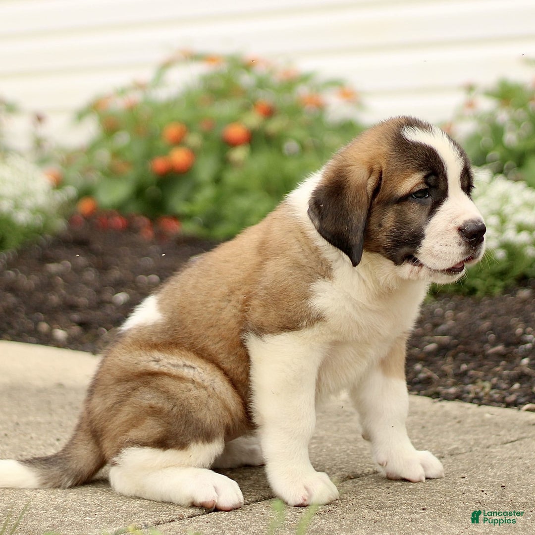 Saint Bernard dogs for sale: Coffee - Image 2