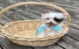 Yorkshire Terrier dogs for sale: Daniel - Image 14