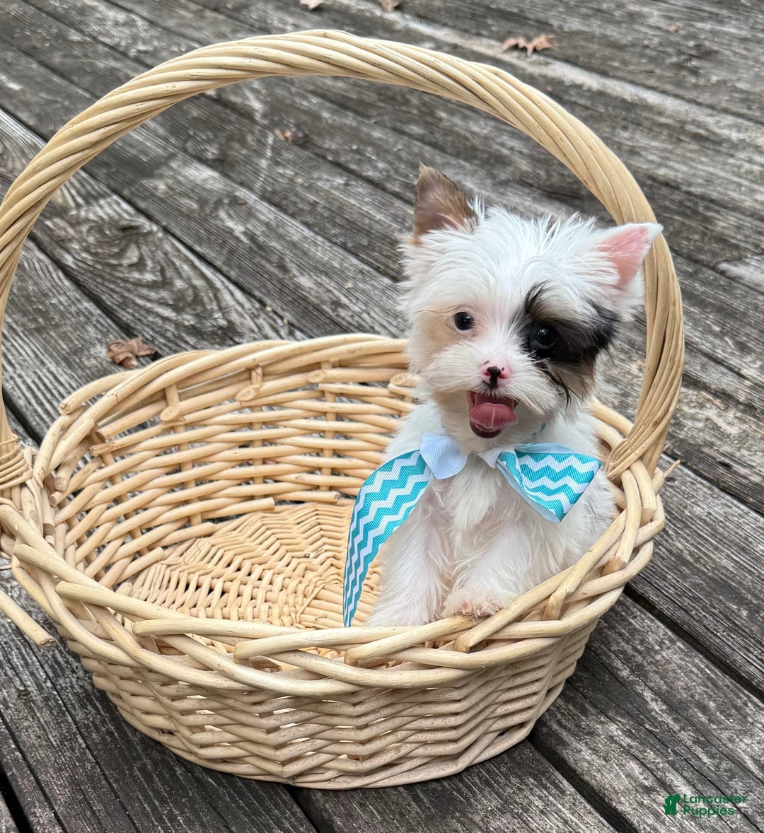 Yorkshire Terrier dogs for sale: Daniel - Image 14