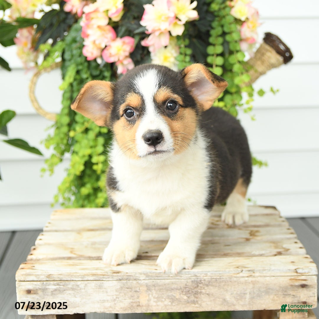 Welsh Corgi Pembroke dogs for sale: Paddington - Image 2