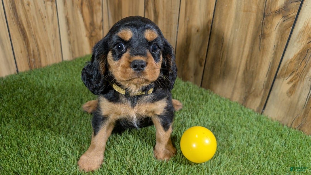 Cavalier King Charles Spaniel dogs for sale: Brin Girl 4 - Image 3