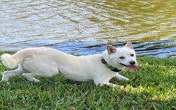 Shiba Inu dogs for sale: Sandy - Image 4