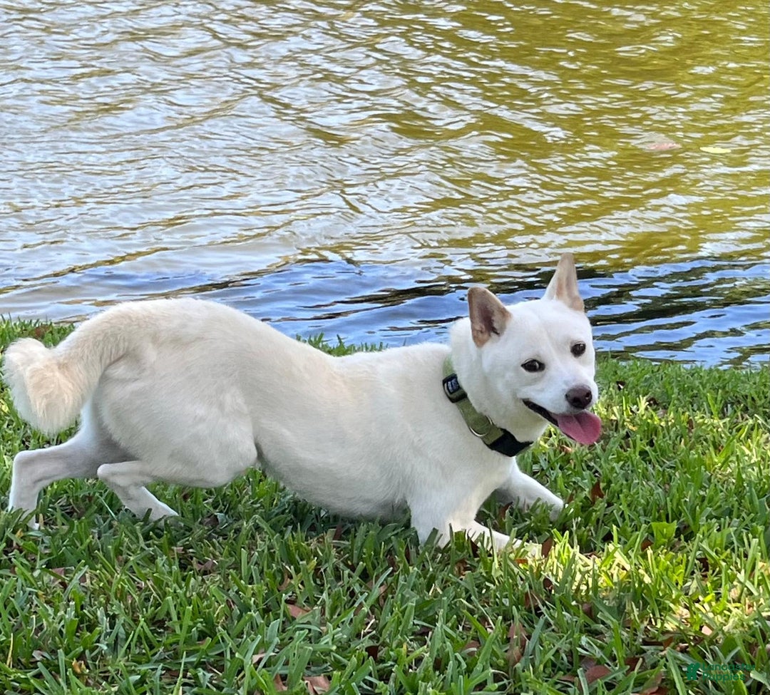 Shiba Inu dogs for sale: Sandy - Image 4