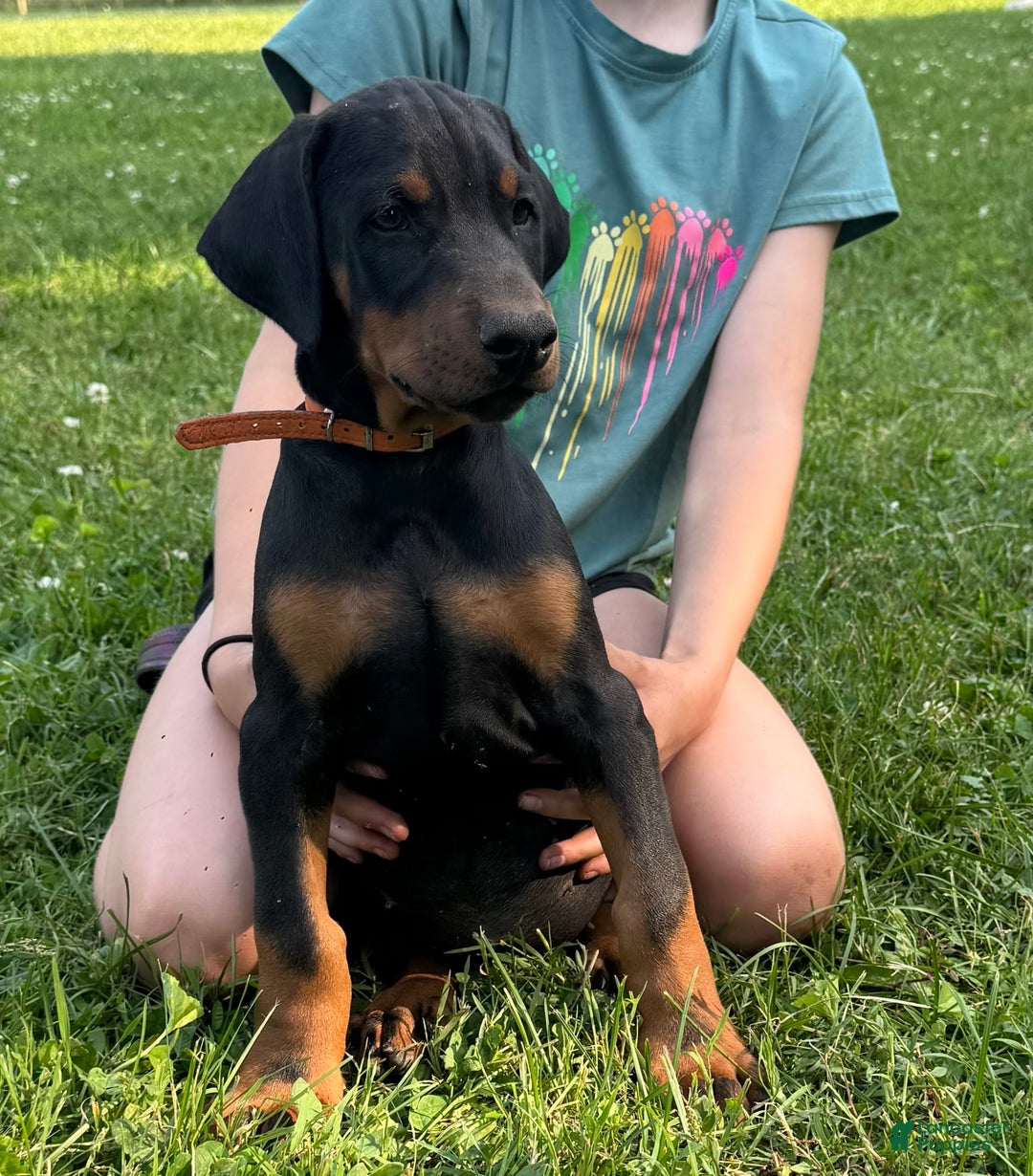 Doberman Pinscher dogs for sale: Mr. Orange - Image 3