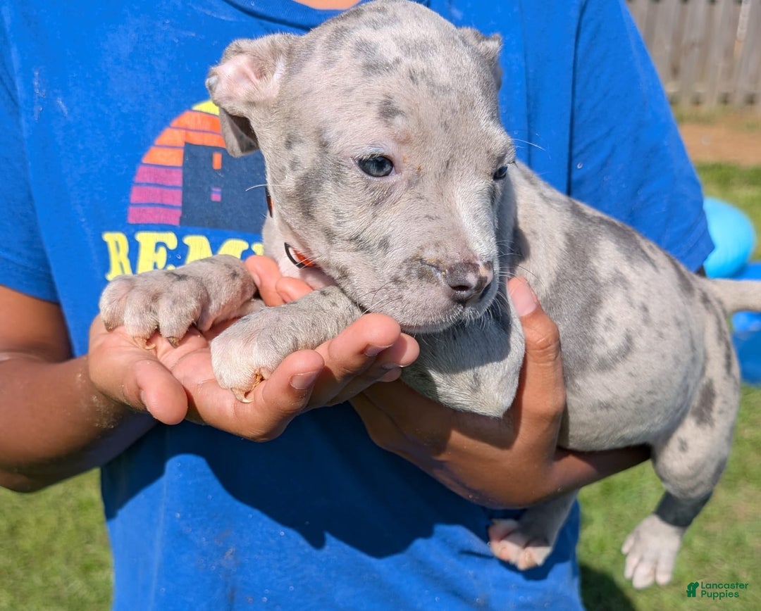 American Bully dogs for sale: Orange Girly - Image 12