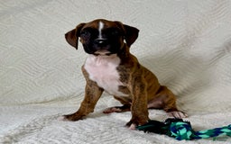 Boxer dogs for sale: Buster - Image 3