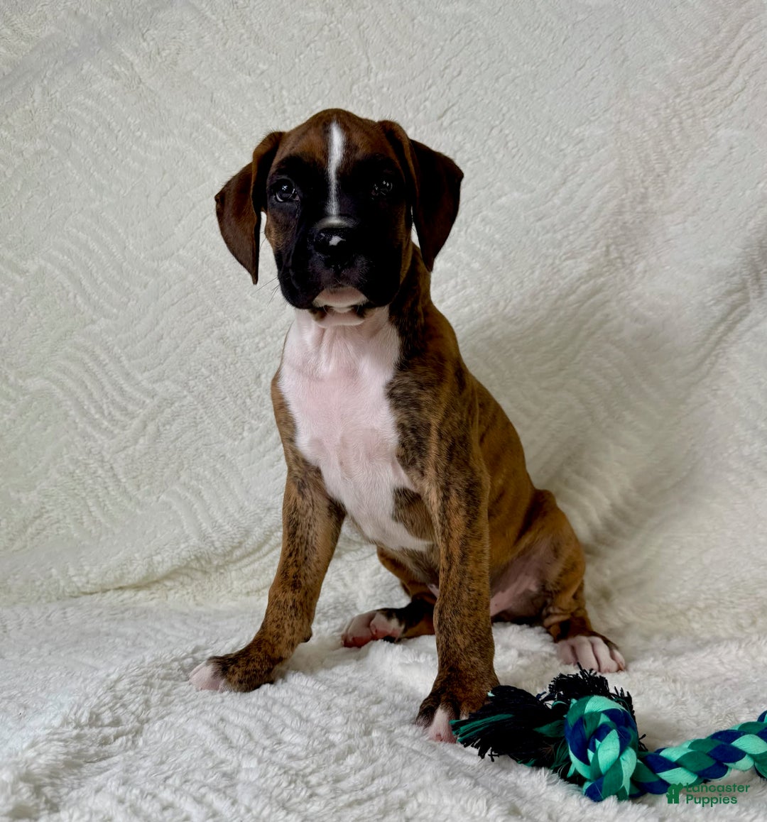 Boxer dogs for sale: Buster - Image 3