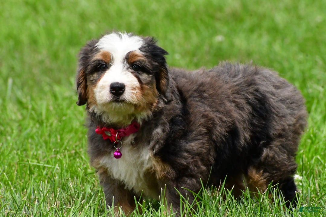 Mini Bernedoodle dogs for sale: Jade - Image 3