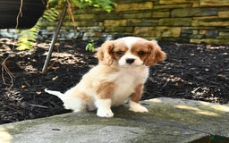 Cavalier King Charles Spaniel dogs for sale: Romeo - Image 3