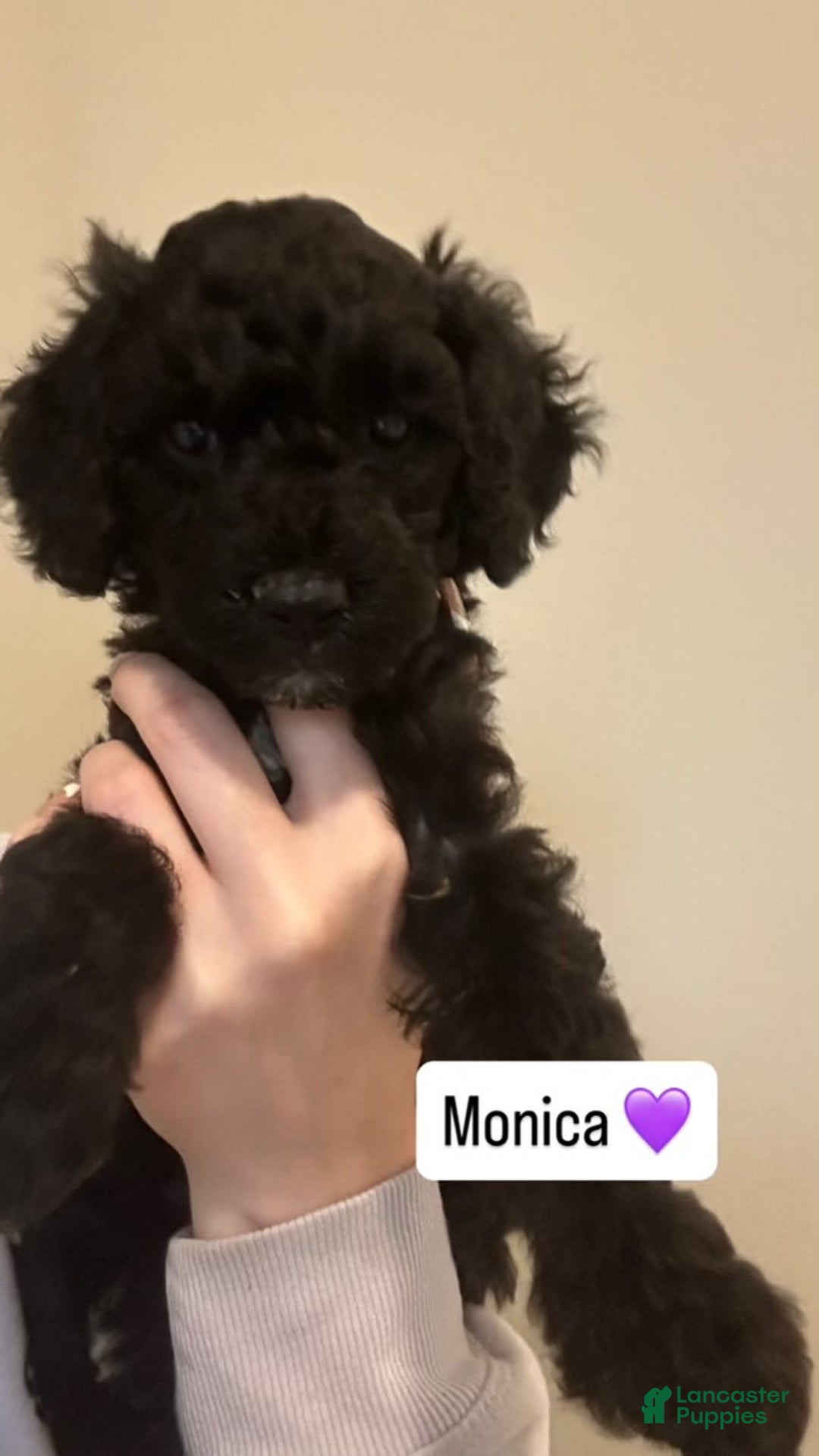 Standard Poodle dogs for sale: Monica - Image 1