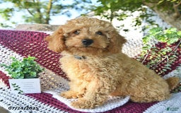 Cavapoo dogs for sale: Caramel - Image 5