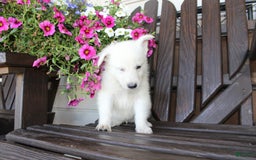 German Shepherd dogs for sale: Jim - Image 9