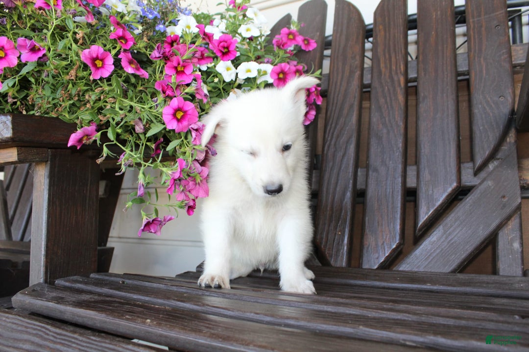 German Shepherd dogs for sale: Jim - Image 9