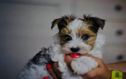 Yorkshire Terrier dogs for sale: Beanie - Image 5