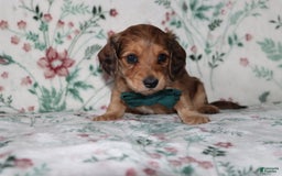 Miniature Dachshund dogs for sale: Vince - Image 1