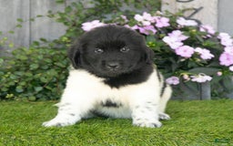 Newfoundland dogs for sale: Turbo - Image 1