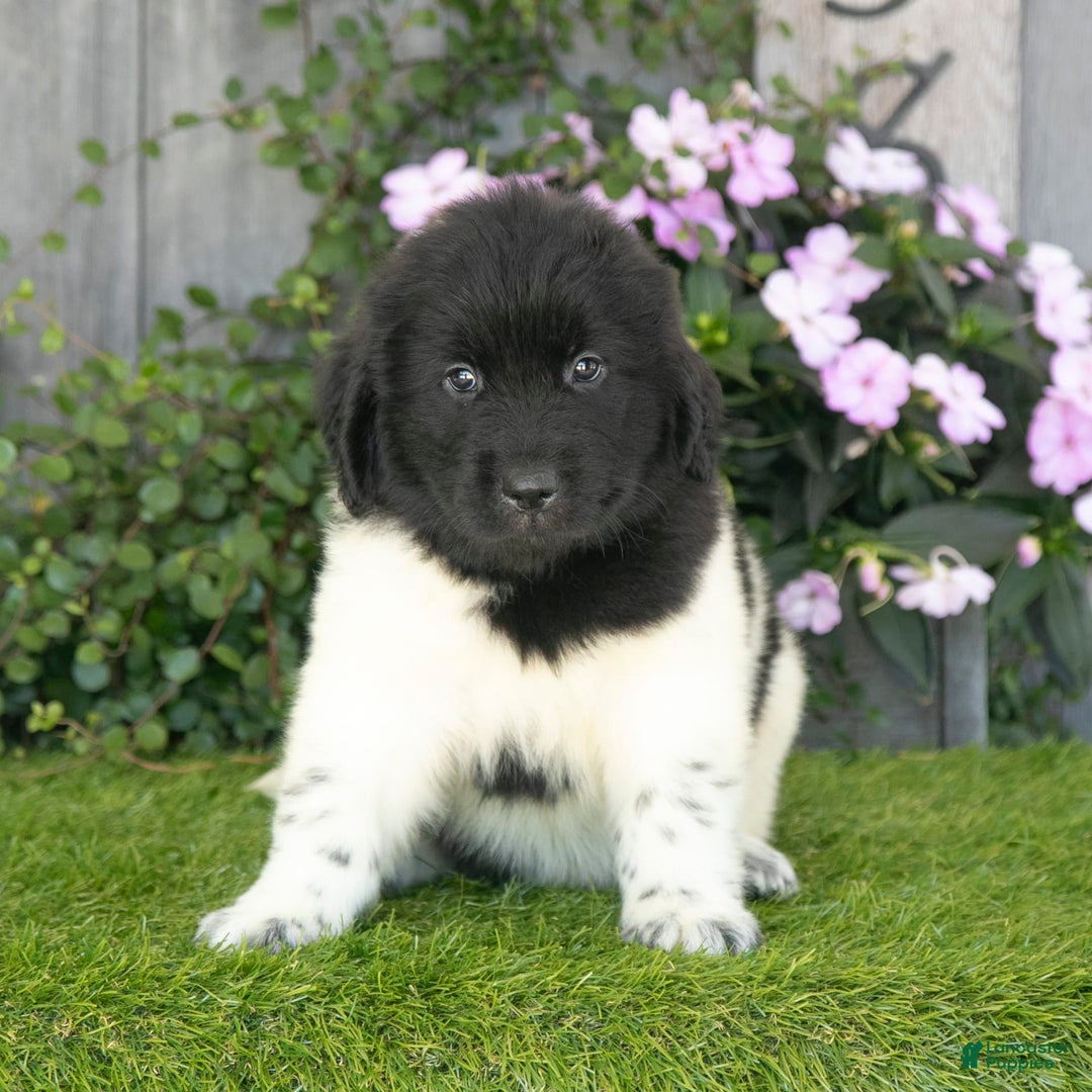 Newfoundland dogs for sale: Turbo - Image 1
